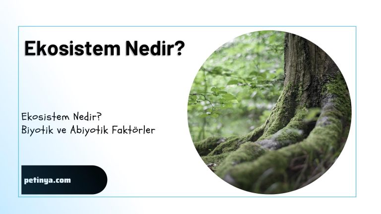 Ekosistem